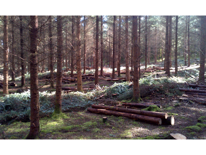 forestry-harvesting
